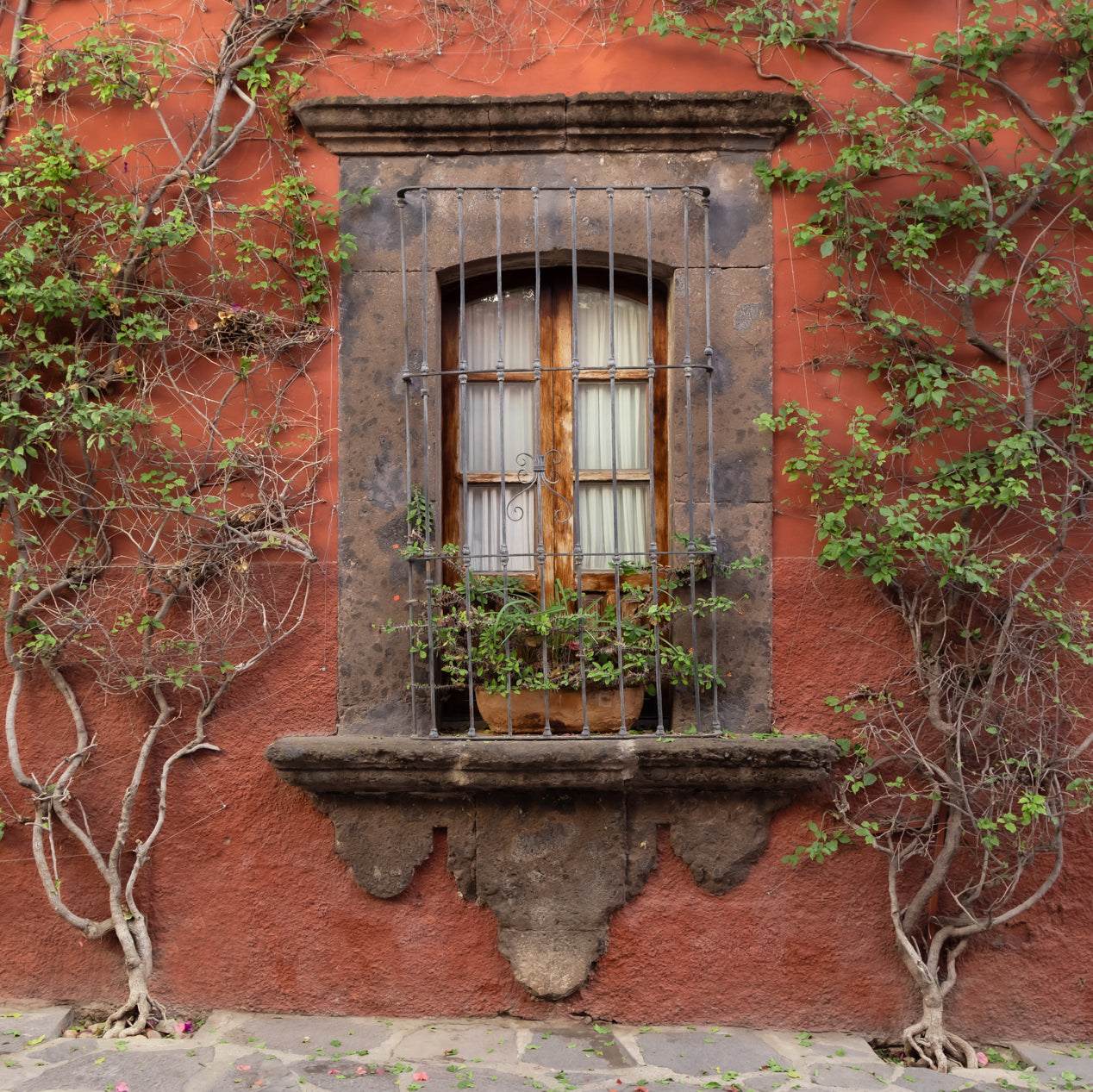 A rustic window with iron bars is set in a stone frame, featuring Volcan 12x24 tile by Zia Tile, on a red stucco wall with climbing vines, a stone ledge, and cobblestone pavement below.